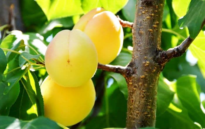 Hacihaliloglu Apricot