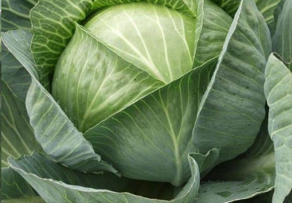 Healthy compact cabbage heads growing in fertile fields