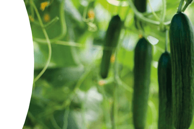 Meypal succulent sliced crisp cucumber