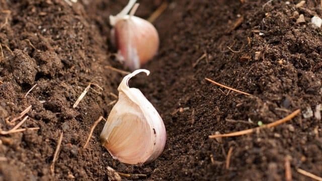 Meypal aromatic and dense garlic cloves