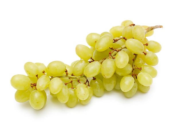 Freshly harvested large grape clusters from sunny vineyards