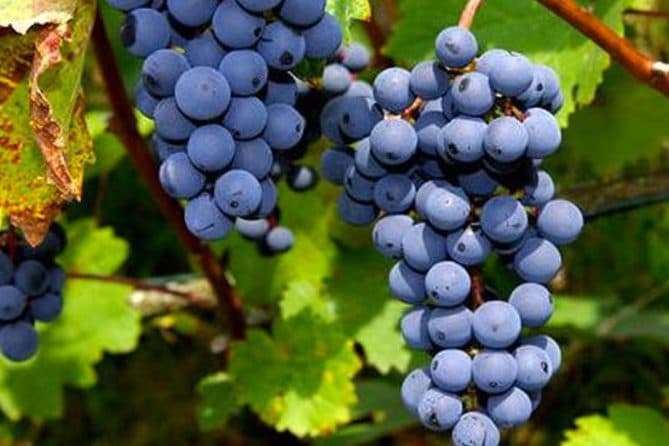 Grape