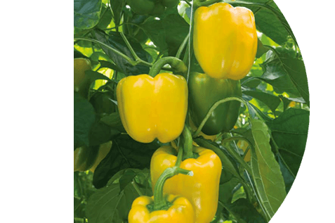Pepper