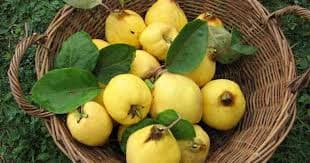 Carefully hand-picked fresh Turkish quinces